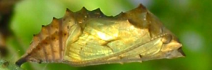 Pupae